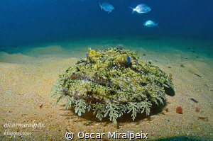 mediterranean anglerfish by Oscar Miralpeix 